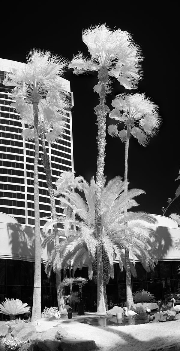 Vertical Infrared Panorama of the Flamingo Hotel with Palms and Flamingos